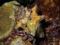 Slangenbaai_Spawning_20130925_004